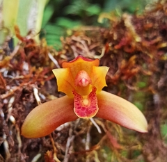 Maxillaria acutifolia