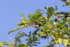 Vachellia cornigera