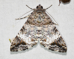Coenipeta damonia