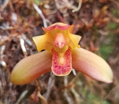 Maxillaria acutifolia