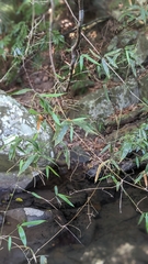 Schizostachyum diffusum