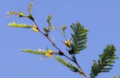 Vachellia cornigera
