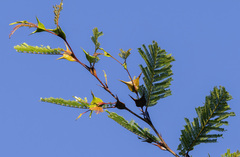 Vachellia cornigera