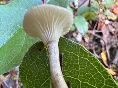 Ampulloclitocybe