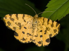 Pseudopanthera macularia