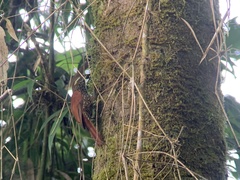 Margarornis squamiger