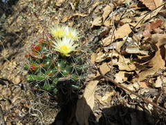 Coryphantha clavata clavata