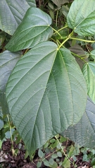 Ficus ruficaulis