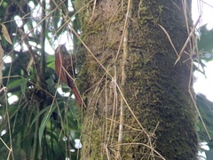 Margarornis squamiger