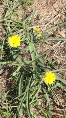Ixeris chinensis