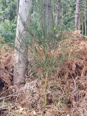 Cytisus scoparius image