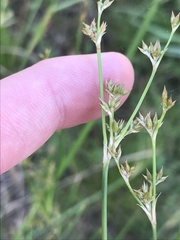 Juncus vaginatus