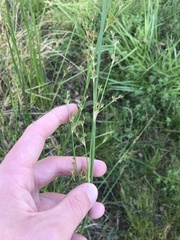 Juncus vaginatus
