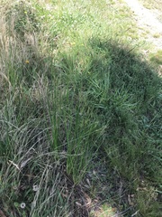 Juncus vaginatus