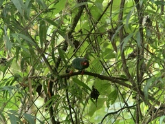 Chlorornis riefferii