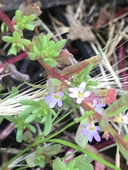 Lythrum hyssopifolia
