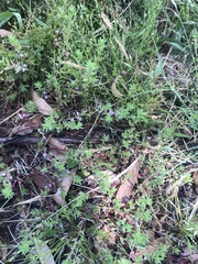 Lythrum hyssopifolia