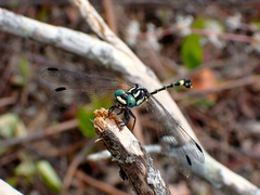 Austroepigomphus praeruptus
