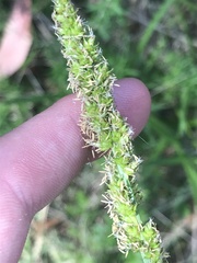 Carex incomitata