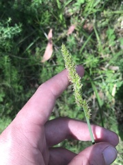 Carex incomitata