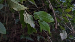 Mussaenda parviflora