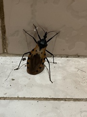 Triatoma dimidiata