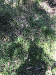 Carex incomitata
