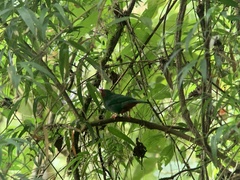 Chlorornis riefferii