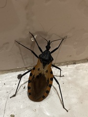 Triatoma dimidiata