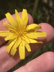 Microseris lanceolata