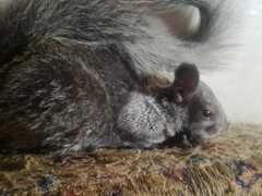 Sciurus stramineus