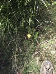 Microseris lanceolata