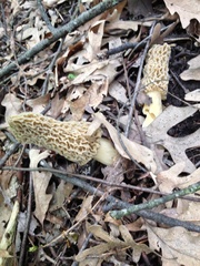 Morchella