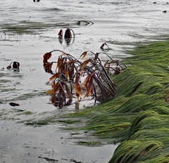 Laminaria setchellii