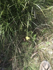 Microseris lanceolata