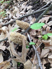 Morchella