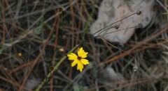 Coreopsis leavenworthii