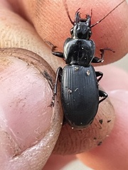 Pterostichus