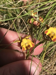 Diuris semilunulata