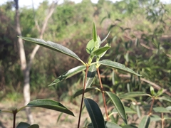 Eugenia myrcianthes