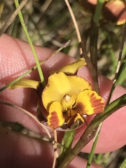 Diuris semilunulata