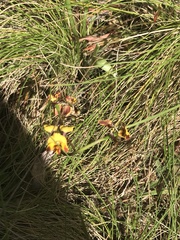 Diuris semilunulata