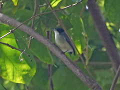 Polioptila albiloris