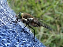 Scaptia