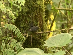 Myornis senilis