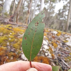 Eucalyptus subcrenulata