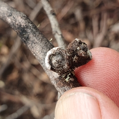Eucalyptus subcrenulata