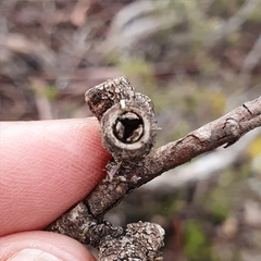 Eucalyptus subcrenulata