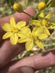Bulbine glauca
