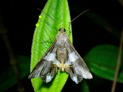 Chiasmia nora